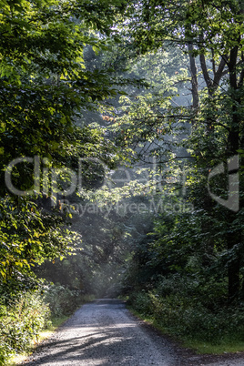 In the forest Hahnheide