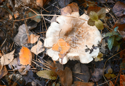 Russula mushroom in the autumn forest.