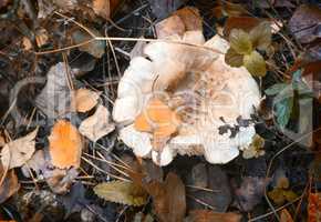 Russula mushroom in the autumn forest.