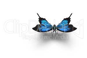 The Blue Morpho Butterfly . 3D rendering.