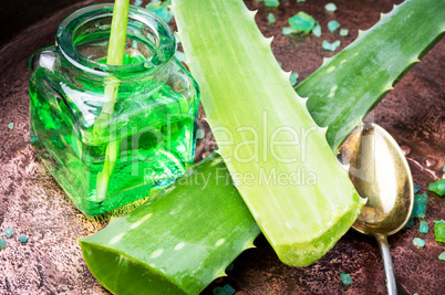 Aloe vera plant