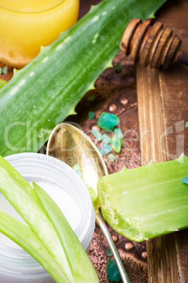 Aloe vera plant