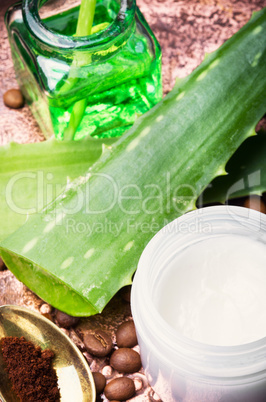 Aloe vera plant