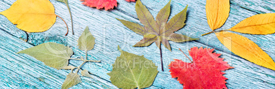 Background of the herbarium of autumn foliage