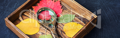 Set of autumnal leaves for herbarium