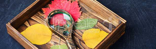 Set of autumnal leaves for herbarium