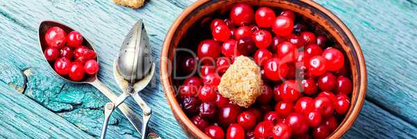 Ripe berries cranberries