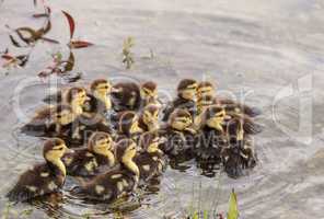 Large flock of Baby Muscovy ducklings Cairina moschata crowd tog