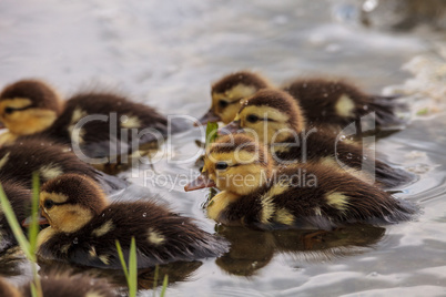 Large flock of Baby Muscovy ducklings Cairina moschata crowd tog