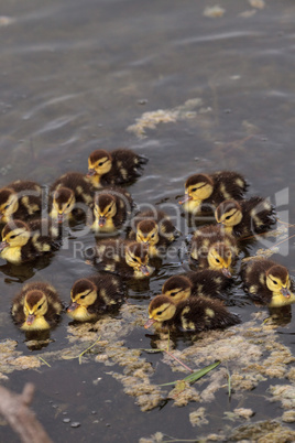Large flock of Baby Muscovy ducklings Cairina moschata crowd tog
