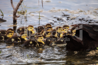 Large flock of Baby Muscovy ducklings Cairina moschata crowd tog