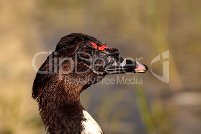 Head of a male Muscovy duck Cairina moschata
