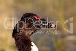 Head of a male Muscovy duck Cairina moschata