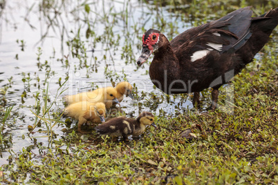 Mother and Baby Muscovy ducklings Cairina moschata