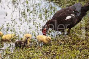Mother and Baby Muscovy ducklings Cairina moschata