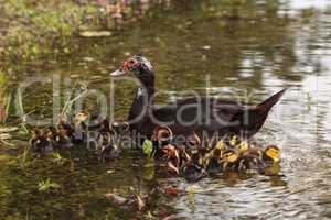 Mother and Baby Muscovy ducklings Cairina moschata