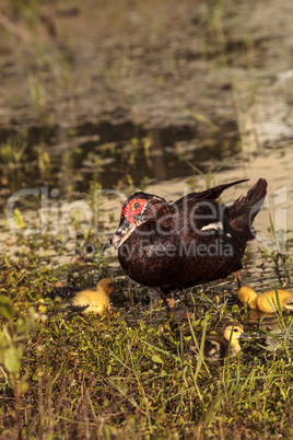 Mother and Baby Muscovy ducklings Cairina moschata