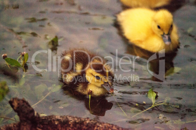 Baby Muscovy ducklings Cairina moschata flock together in a pond