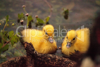 Baby Muscovy ducklings Cairina moschata flock together in a pond