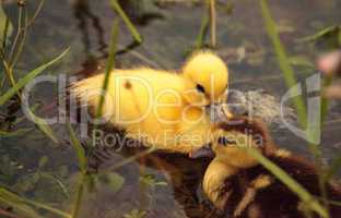 Baby Muscovy ducklings Cairina moschata flock together in a pond