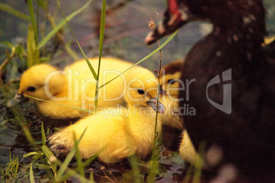 Baby Muscovy ducklings Cairina moschata flock together in a pond