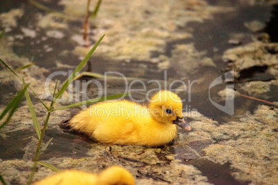 Baby Muscovy ducklings Cairina moschata flock together in a pond