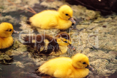 Baby Muscovy ducklings Cairina moschata flock together in a pond