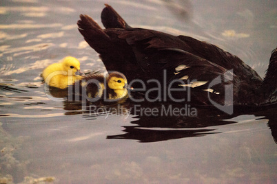 Baby Muscovy ducklings Cairina moschata flock together in a pond