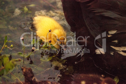 Baby Muscovy ducklings Cairina moschata flock together in a pond