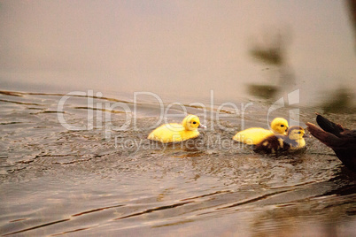 Baby Muscovy ducklings Cairina moschata flock together in a pond