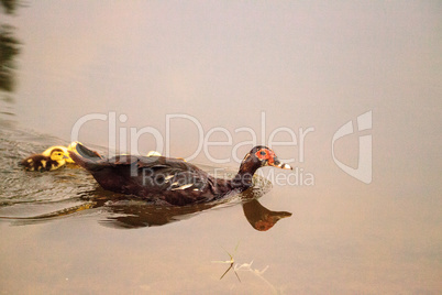 Baby Muscovy ducklings Cairina moschata flock together in a pond