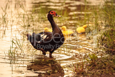 Baby Muscovy ducklings Cairina moschata flock together in a pond