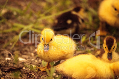 Baby Muscovy ducklings Cairina moschata flock together in a pond