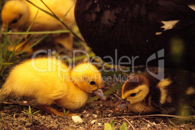 Baby Muscovy ducklings Cairina moschata flock together in a pond