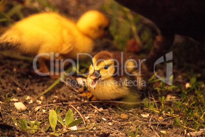 Baby Muscovy ducklings Cairina moschata flock together in a pond