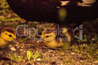 Baby Muscovy ducklings Cairina moschata flock together in a pond