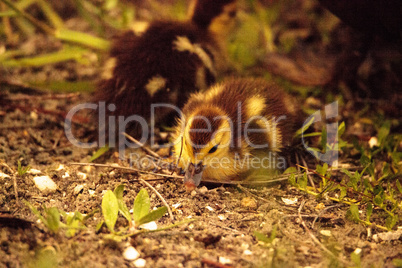 Baby Muscovy ducklings Cairina moschata flock together in a pond