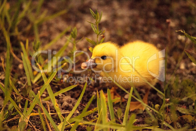 Baby Muscovy ducklings Cairina moschata flock together in a pond