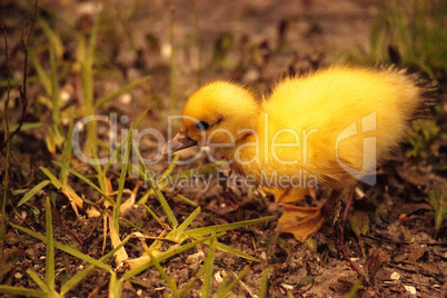 Baby Muscovy ducklings Cairina moschata flock together in a pond