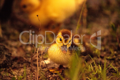 Baby Muscovy ducklings Cairina moschata flock together in a pond