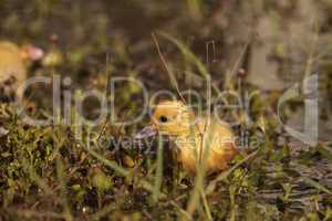 Baby Muscovy ducklings Cairina moschata flock