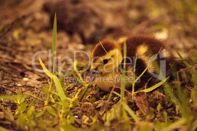 Baby Muscovy ducklings Cairina moschata flock together in a pond