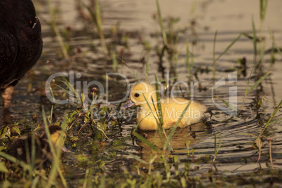 Baby Muscovy ducklings Cairina moschata flock