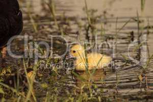 Baby Muscovy ducklings Cairina moschata flock