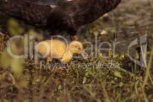 Baby Muscovy ducklings Cairina moschata flock