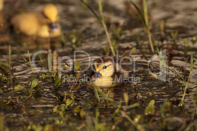 Baby Muscovy ducklings Cairina moschata flock