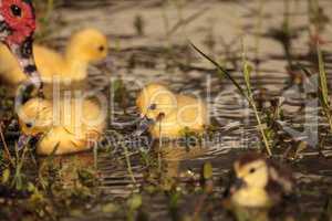 Baby Muscovy ducklings Cairina moschata flock