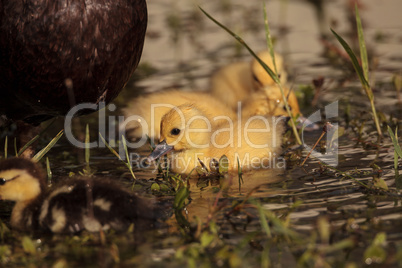 Baby Muscovy ducklings Cairina moschata flock