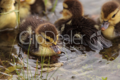 Baby Muscovy ducklings Cairina moschata flock