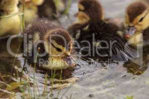 Baby Muscovy ducklings Cairina moschata flock